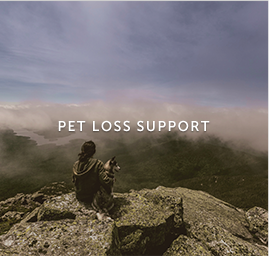 pet-loss-support-img